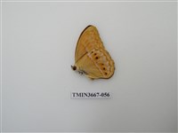 藏品(蛺蝶科(1))的圖片